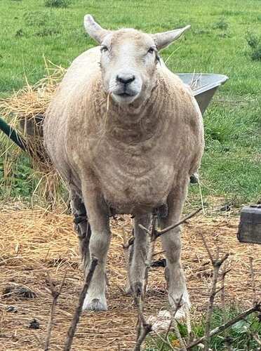 Woolly Lammoth3
