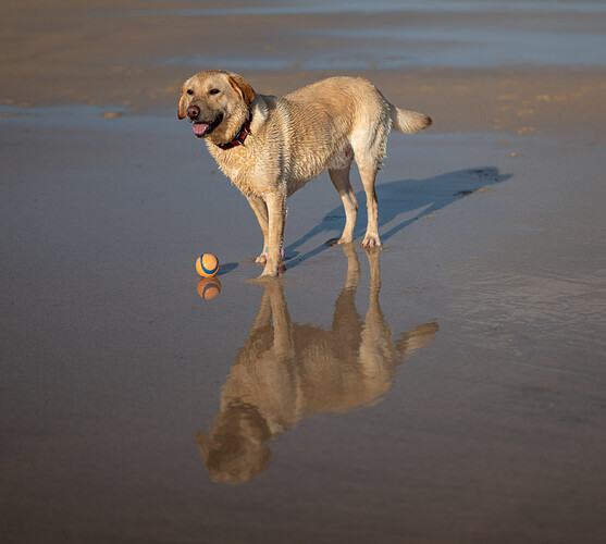 Labrador Retriever-1