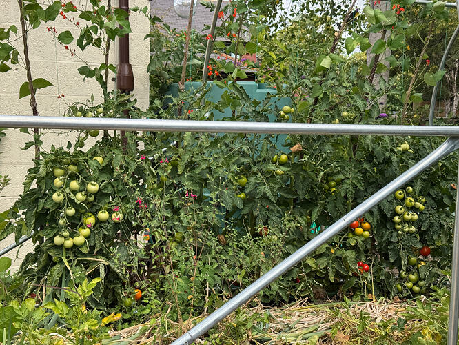 IMG_0595