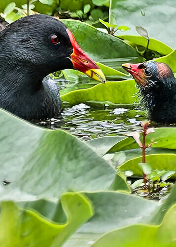 Moorhen with chick_crop