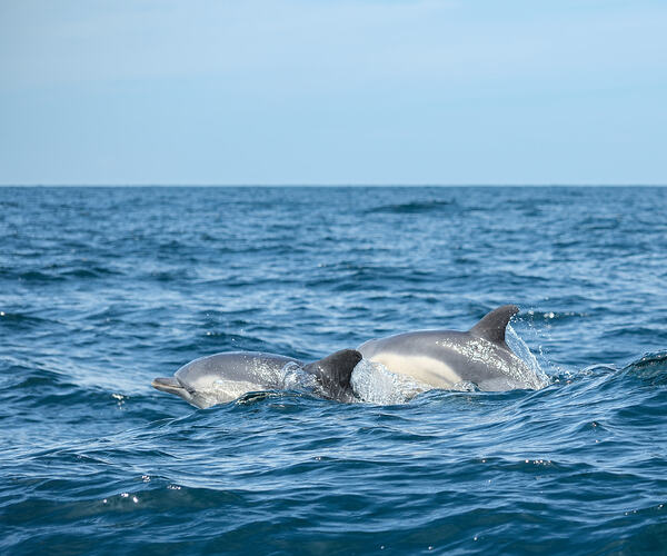 Padstow Sealife Safari 1st August-22