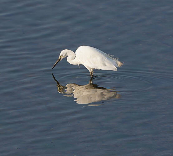 Egret fishing at the Quay