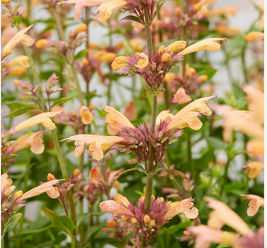 Screenshot 2026-01-10 at 10.08.33