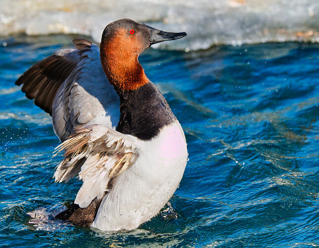 Canvasback2
