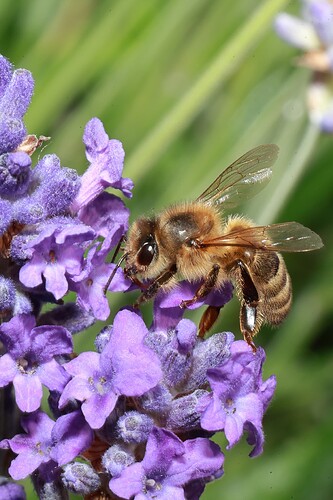 Bees130625  014 topaz