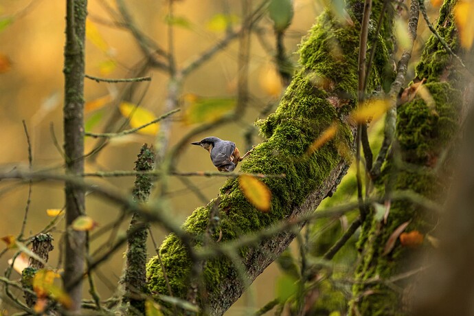 Nuthatch