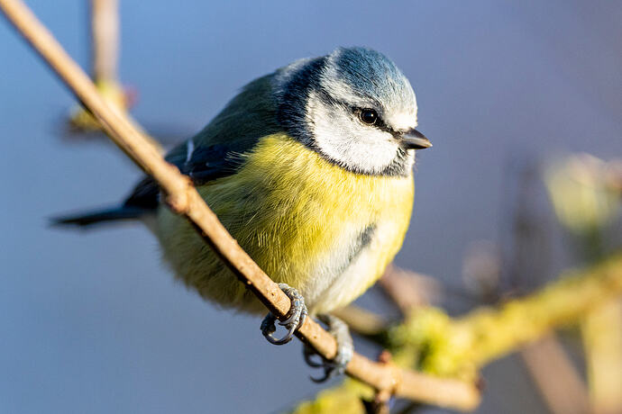 Blue Tit