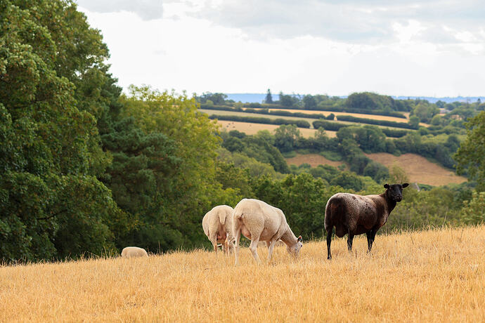 sheep