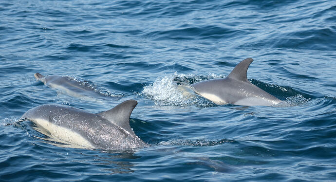Padstow Sealife Safari 1st August-29