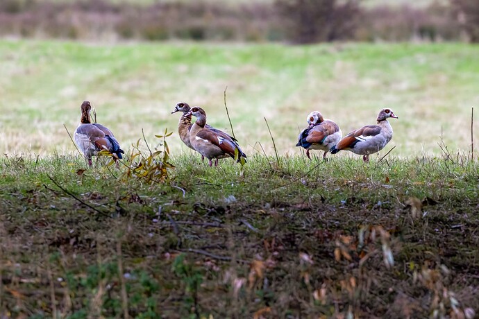 Egyptian Geese