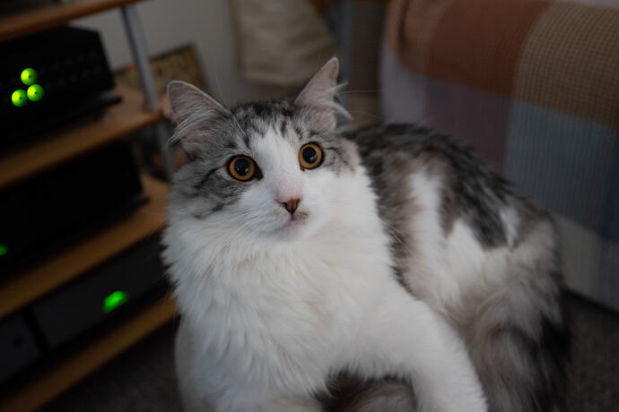 Whiskey