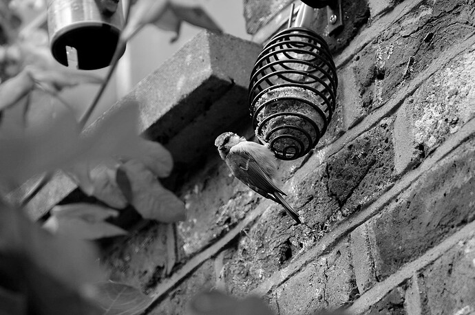 EBC4AFEA-3378-4853-A3BA-10E58418FC94_1_201_a