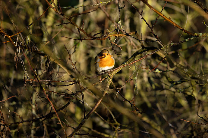 Sing when you're winning