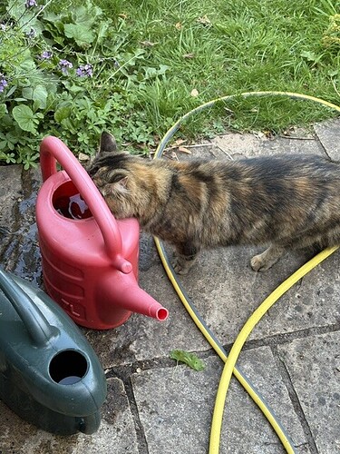 Fluffball drinking