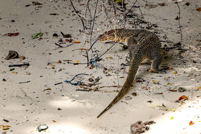 Monitor Lizard Pangkor Laut