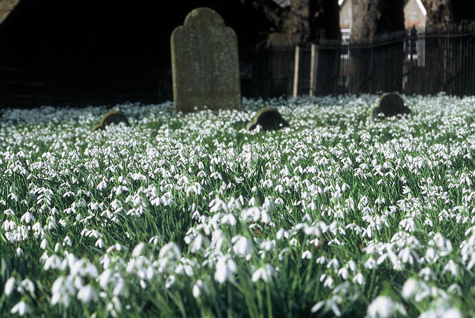 frilshamsnowdrop