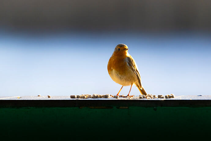 Please feed the birdies