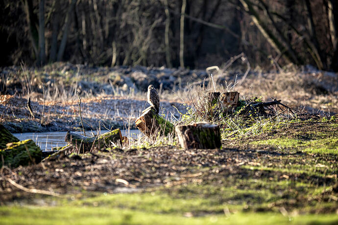 Buzzard on a stump