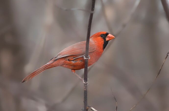 Cardinal2 copy