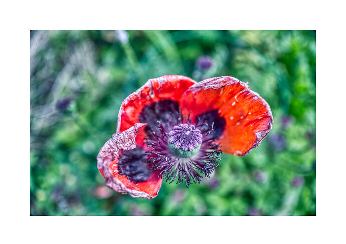 Poppy