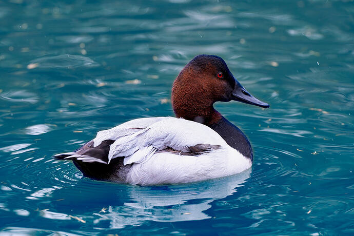 Canvasback
