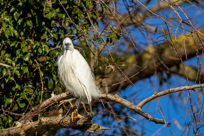 Little Egret 2