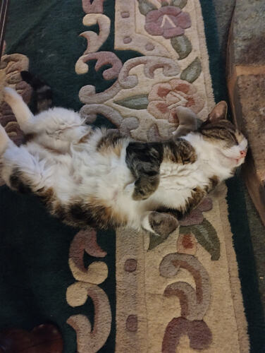 IMG_20260207_183817899