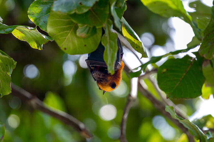 Flying Fox Pangkor Laut