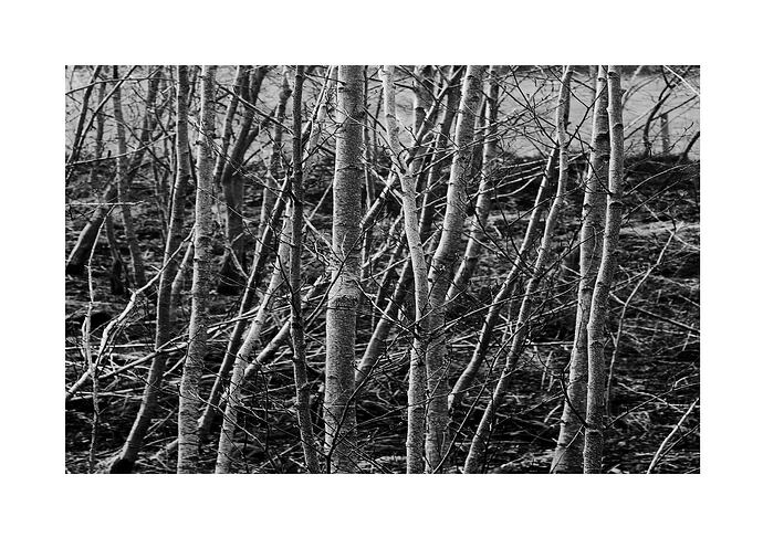 Birch Trees