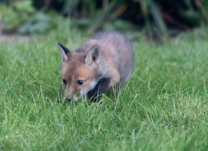 cub