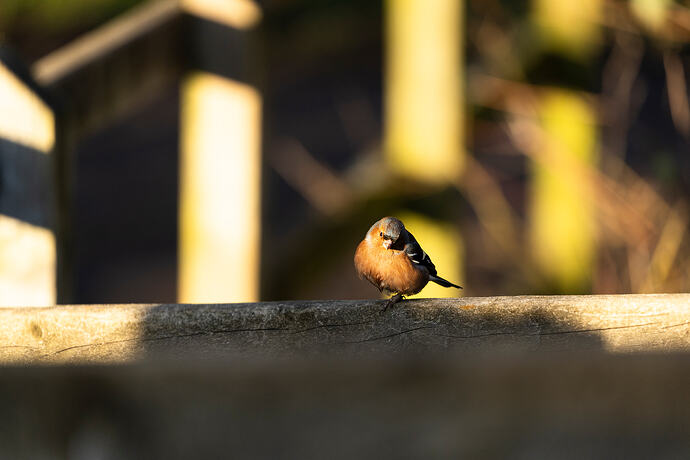 Chaffinch and Light Geometry