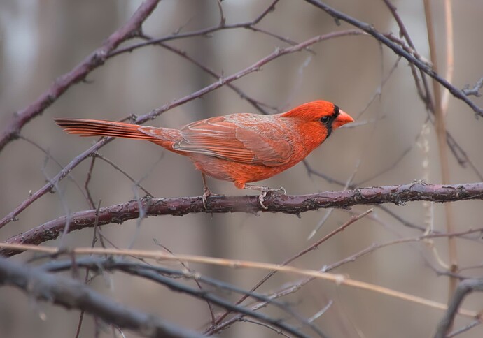 Cardinal copy