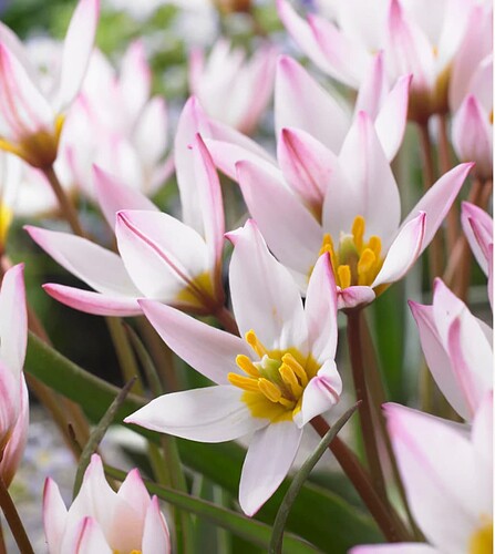 Screenshot 2025-04-01 at 23.54.30