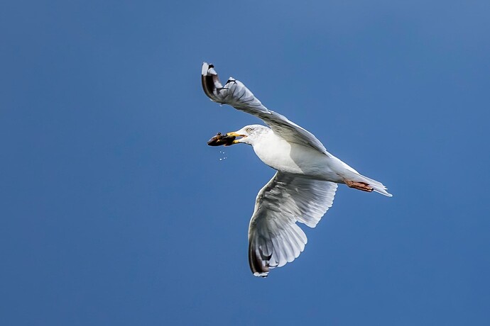 Gull with Mussell