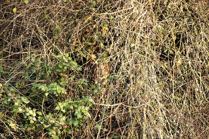 You ain't seen me right-!