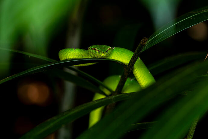 Green Pit Viper Pangkor Laut