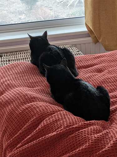 keeping a look out for more guests