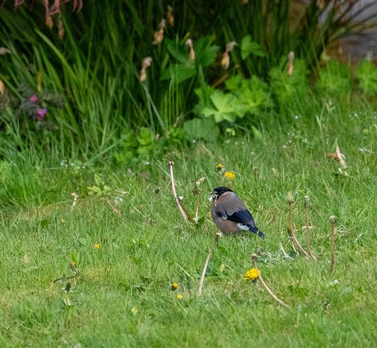 Female Bull Finch 28.04.25