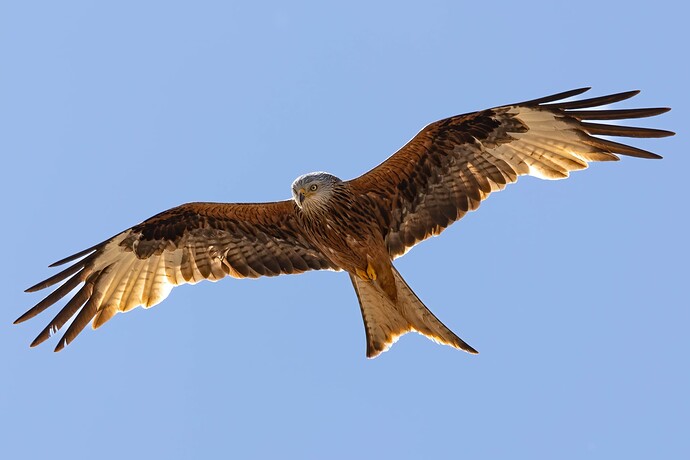 Kite 2